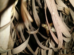 Eurepa marginipennis