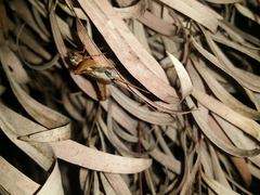 Eurepa marginipennis