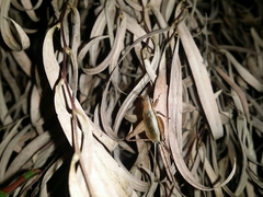 Eurepa marginipennis