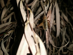 Eurepa marginipennis