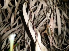 Eurepa marginipennis