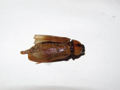 Temognatha imperialis