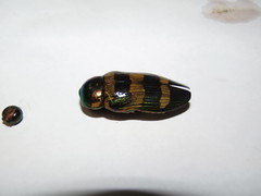 Temognatha gloriosa