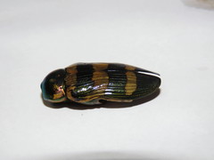 Temognatha gloriosa