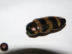 Temognatha gloriosa
