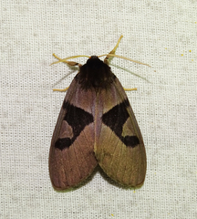 Xanthophaeina levis