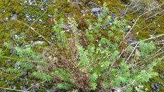 Galium sylvaticum