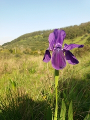 Iris lutescens subbiflora