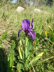 Iris lutescens subbiflora