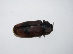 Temognatha westwoodi