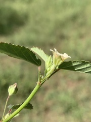 Sida alba