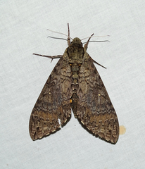Manduca diffissa petuniae