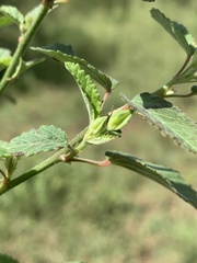 Sida alba