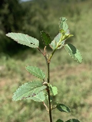Sida alba
