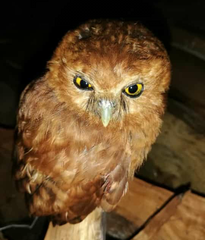 Glaucidium peruanum