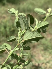 Sida alba
