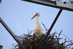 Ciconia ciconia