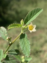 Sida alba
