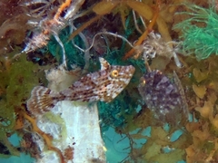 Pseudomonacanthus macrurus
