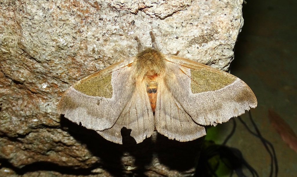 Dirphia triangulum