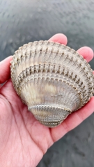 Clinocardium nuttallii