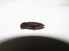 Neobubastes flavovittata