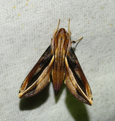 Xylophanes thyelia