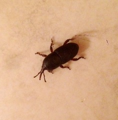 Scyphophorus yuccae