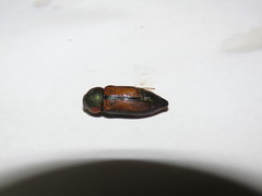 Neobubastes flavovittata