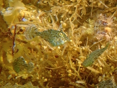 Pseudomonacanthus macrurus