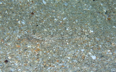 Pomatoschistus marmoratus