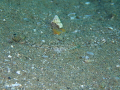 Pomatoschistus marmoratus