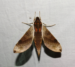 Xylophanes schausi