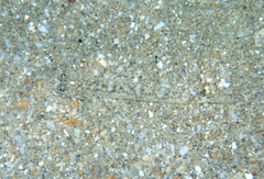 Pomatoschistus marmoratus