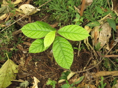Ocotea macrophylla