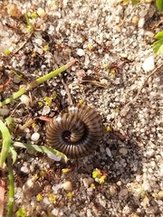 Ommatoiulus lusitanus