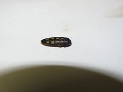 Castiarina azurea