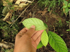 Ocotea macrophylla