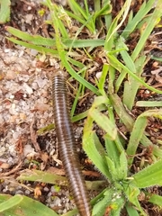 Ommatoiulus lusitanus