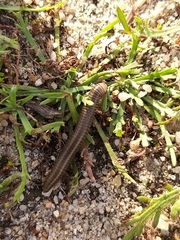 Ommatoiulus lusitanus