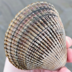 Clinocardium nuttallii