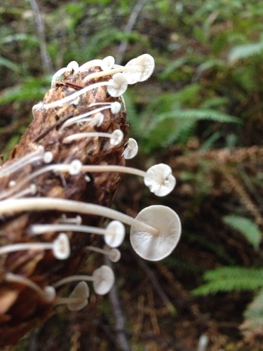 Conifercone Cap