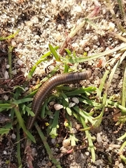 Ommatoiulus lusitanus