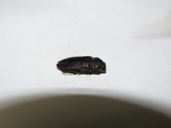 Neobubastes aureocincta