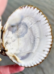 Clinocardium nuttallii