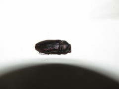 Neobubastes aureocincta
