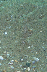 Pomatoschistus marmoratus