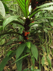 Columnea dimidiata