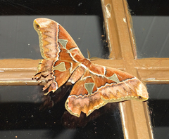 Rothschildia speculifer