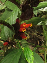 Columnea dimidiata